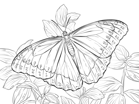 Morpho Peleides Butterfly Coloring Page